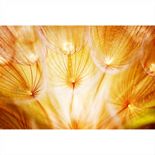 Lade das Bild in den Galerie-Viewer, Aluminiumbild Pusteblume im Sonnenlicht Querformat