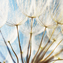 Lade das Bild in den Galerie-Viewer, Aluminiumbild gebürstet Pusteblume im Sonnenschein Quadrat