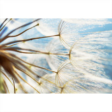 Lade das Bild in den Galerie-Viewer, Aluminiumbild Pusteblume im Sonnenschein Querformat