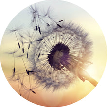 Lade das Bild in den Galerie-Viewer, Aluminiumbild gebürstet Pusteblume im Sonnenuntergang Kreis