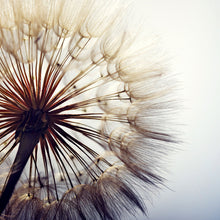 Lade das Bild in den Galerie-Viewer, Poster Pusteblume Nahaufnahme Quadrat