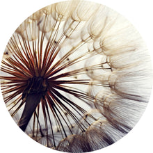 Lade das Bild in den Galerie-Viewer, Aluminiumbild gebürstet Pusteblume Nahaufnahme Kreis