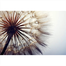 Lade das Bild in den Galerie-Viewer, Poster Pusteblume Nahaufnahme Querformat