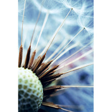 Lade das Bild in den Galerie-Viewer, Spannrahmenbild Pusteblume No.1 Hochformat