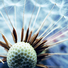 Lade das Bild in den Galerie-Viewer, Leinwandbild Pusteblume No.1 Quadrat