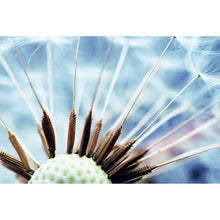 Lade das Bild in den Galerie-Viewer, Acrylglasbild Pusteblume No.1 Querformat