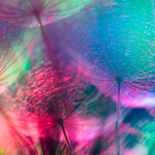 Lade das Bild in den Galerie-Viewer, Spannrahmenbild Pusteblumen in bunten Pastellfarben Quadrat