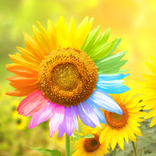 Lade das Bild in den Galerie-Viewer, Poster Regenbogen Sonnenblume Quadrat
