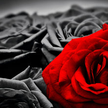 Lade das Bild in den Galerie-Viewer, Aluminiumbild gebürstet Romantische Rosen Quadrat