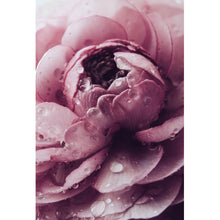 Lade das Bild in den Galerie-Viewer, Acrylglasbild Rosa Hahnenfuß Hochformat