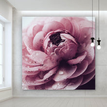 Lade das Bild in den Galerie-Viewer, Acrylglasbild Rosa Hahnenfuß Quadrat