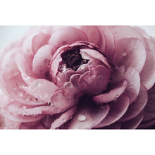 Lade das Bild in den Galerie-Viewer, Leinwandbild Rosa Hahnenfuß Querformat