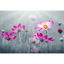 Lade das Bild in den Galerie-Viewer, Spannrahmenbild Rosa Kosmosblumen im Garten Querformat