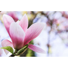 Lade das Bild in den Galerie-Viewer, Poster Rosa Magnolienblüte Querformat