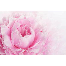 Lade das Bild in den Galerie-Viewer, Leinwandbild Pfingstrose Rosa Querformat