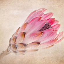 Lade das Bild in den Galerie-Viewer, Aluminiumbild gebürstet Rosa Vintage Blume Quadrat