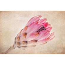 Lade das Bild in den Galerie-Viewer, Aluminiumbild gebürstet Rosa Vintage Blume Querformat