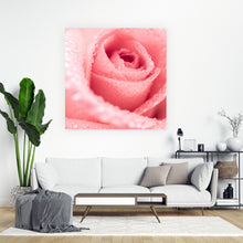 Lade das Bild in den Galerie-Viewer, Spannrahmenbild Rose mit Wasserperlen Quadrat