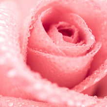 Lade das Bild in den Galerie-Viewer, Spannrahmenbild Rose mit Wasserperlen Quadrat