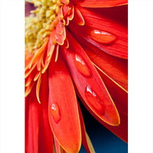 Lade das Bild in den Galerie-Viewer, Aluminiumbild gebürstet Rote Blume mit Tau Hochformat