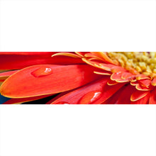 Lade das Bild in den Galerie-Viewer, Leinwandbild Rote Blume mit Tau Panorama