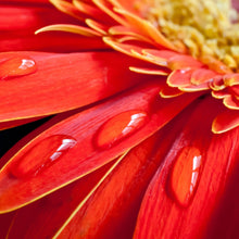 Lade das Bild in den Galerie-Viewer, Aluminiumbild Rote Blume mit Tau Quadrat