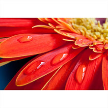 Lade das Bild in den Galerie-Viewer, Leinwandbild Rote Blume mit Tau Querformat