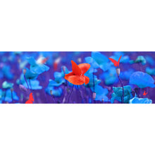 Lade das Bild in den Galerie-Viewer, Aluminiumbild Rote Mohnblume Panorama