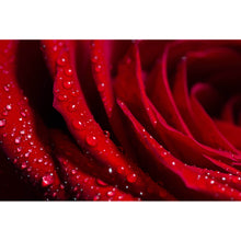 Lade das Bild in den Galerie-Viewer, Acrylglasbild Rote Rose Nahaufnahme Querformat