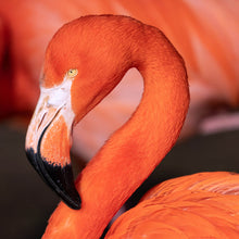 Lade das Bild in den Galerie-Viewer, Aluminiumbild Roter Flamingo Quadrat