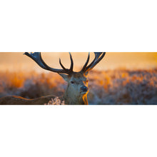 Lade das Bild in den Galerie-Viewer, Spannrahmenbild Rotwild in freier Natur Panorama