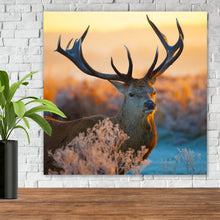 Lade das Bild in den Galerie-Viewer, Spannrahmenbild Rotwild in freier Natur Quadrat