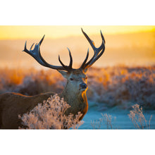 Lade das Bild in den Galerie-Viewer, Acrylglasbild Rotwild in freier Natur Querformat