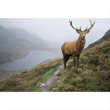 Lade das Bild in den Galerie-Viewer, Leinwandbild Rotwildhirsch im Gebirge Querformat