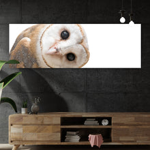 Lade das Bild in den Galerie-Viewer, Poster Schleiereule auf weißem Hintergrund Panorama