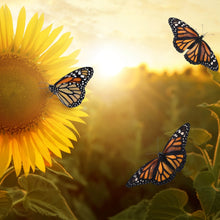 Lade das Bild in den Galerie-Viewer, Leinwandbild Schmetterlinge im Sonnenblumenfeld Quadrat