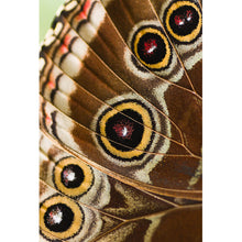Lade das Bild in den Galerie-Viewer, Poster Schmetterlings Flügel Braun Hochformat