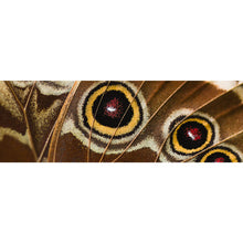 Lade das Bild in den Galerie-Viewer, Acrylglasbild Schmetterlings Flügel Braun Panorama