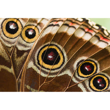Lade das Bild in den Galerie-Viewer, Spannrahmenbild Schmetterlings Flügel Braun Querformat