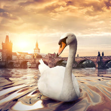 Lade das Bild in den Galerie-Viewer, Acrylglasbild Schwan bei der Karlsbrücke Quadrat