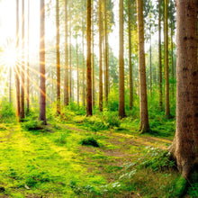 Lade das Bild in den Galerie-Viewer, Poster Sonnenaufgang im Wald Quadrat