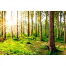 Lade das Bild in den Galerie-Viewer, Poster Sonnenaufgang im Wald Querformat