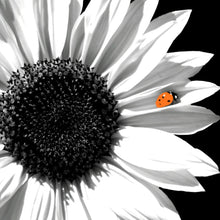 Lade das Bild in den Galerie-Viewer, Acrylglasbild Sonnenblume mit Marienkäfer Quadrat