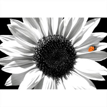 Lade das Bild in den Galerie-Viewer, Acrylglasbild Sonnenblume mit Marienkäfer Querformat