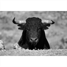 Lade das Bild in den Galerie-Viewer, Leinwandbild Stier Schwarz Weiß Querformat