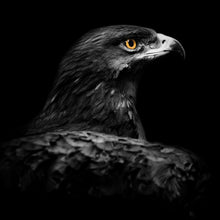 Lade das Bild in den Galerie-Viewer, Leinwandbild Stolzer Adler Quadrat