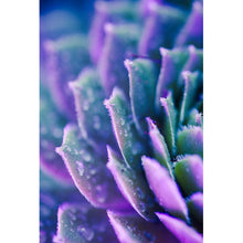 Lade das Bild in den Galerie-Viewer, Spannrahmenbild Sukkulente Lila Hochformat