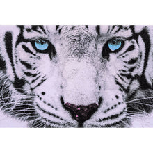 Lade das Bild in den Galerie-Viewer, Aluminiumbild gebürstet Weißer Tiger mit blauen Augen Querformat