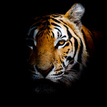 Lade das Bild in den Galerie-Viewer, Poster Tiger Portrait Quadrat