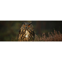 Lade das Bild in den Galerie-Viewer, Poster Uhu im Heidekraut Panorama